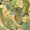 Where to buy coca leaves in Canada